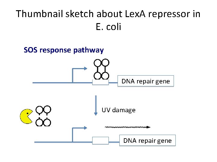 Thumbnail sketch about Lex. A repressor in E. coli SOS response pathway DNA repair