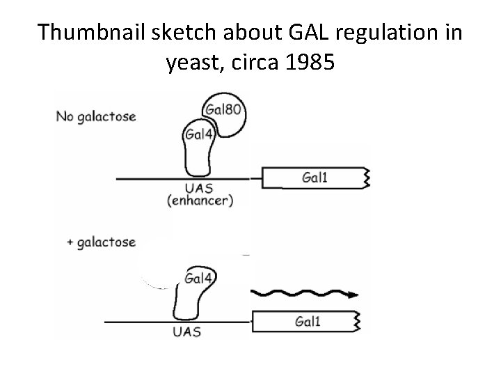 Thumbnail sketch about GAL regulation in yeast, circa 1985 