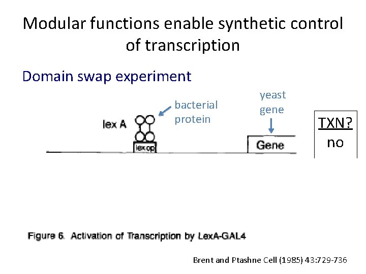 Modular functions enable synthetic control of transcription Domain swap experiment bacterial protein yeast gene