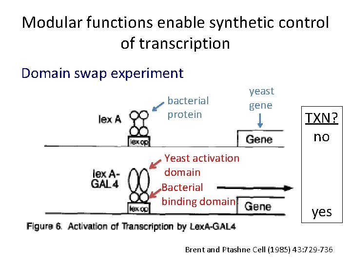 Modular functions enable synthetic control of transcription Domain swap experiment bacterial protein Yeast activation