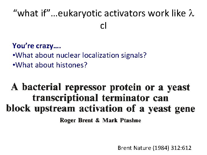 “what if”…eukaryotic activators work like l c. I You’re crazy…. • What about nuclear