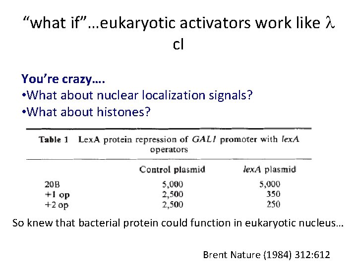 “what if”…eukaryotic activators work like l c. I You’re crazy…. • What about nuclear