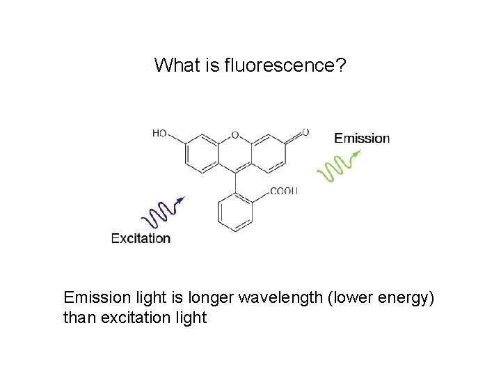 What is fluorescence? Emission light is longer wavelength (lower energy) than excitation light 