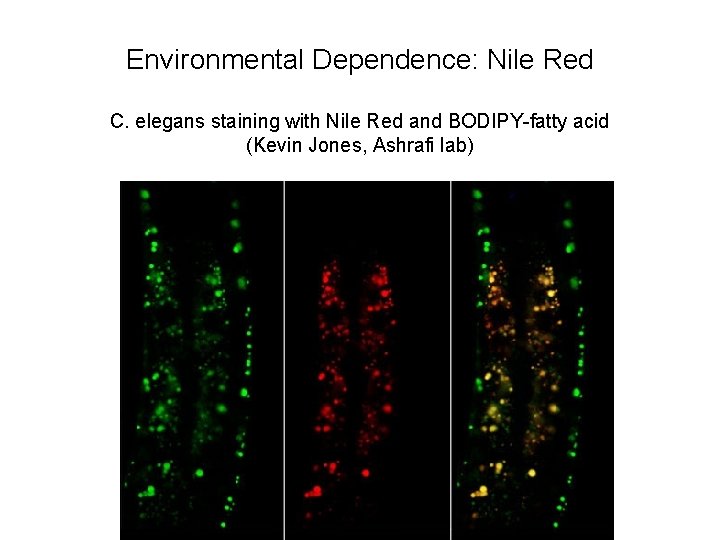 Environmental Dependence: Nile Red C. elegans staining with Nile Red and BODIPY-fatty acid (Kevin