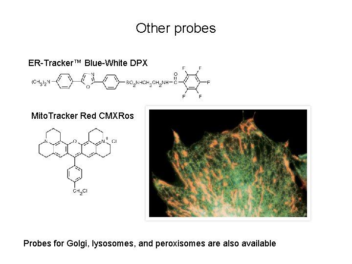 Other probes ER-Tracker™ Blue-White DPX Mito. Tracker Red CMXRos Probes for Golgi, lysosomes, and