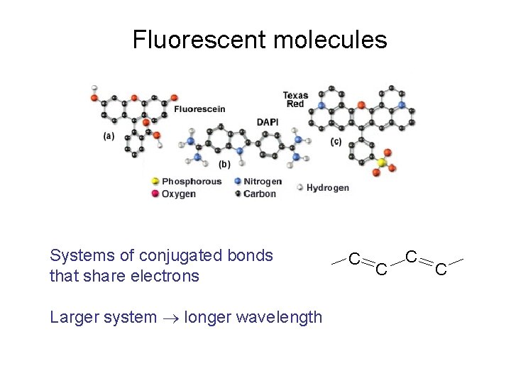 Fluorescent molecules Systems of conjugated bonds that share electrons Larger system longer wavelength C