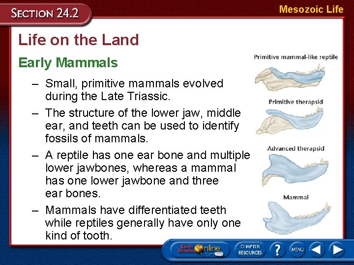 Mesozoic Life on the Land Early Mammals – Small, primitive mammals evolved during the