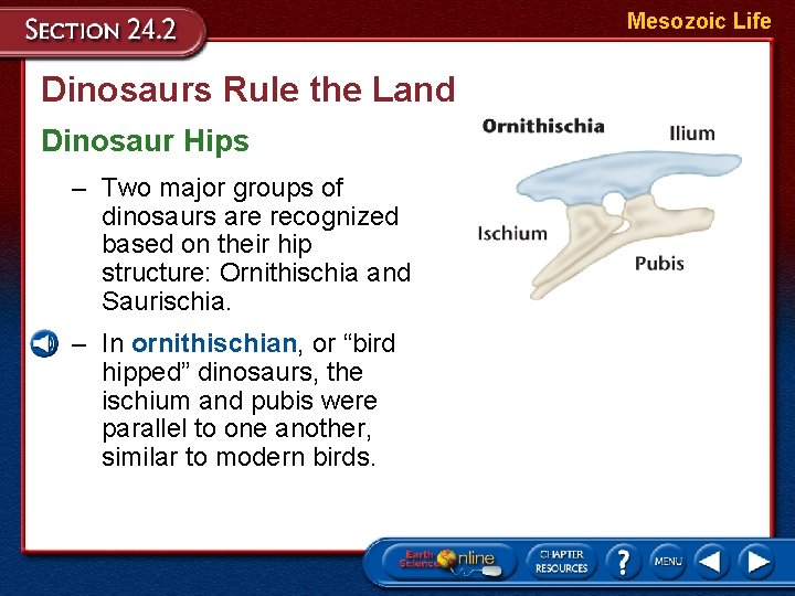 Mesozoic Life Dinosaurs Rule the Land Dinosaur Hips – Two major groups of dinosaurs