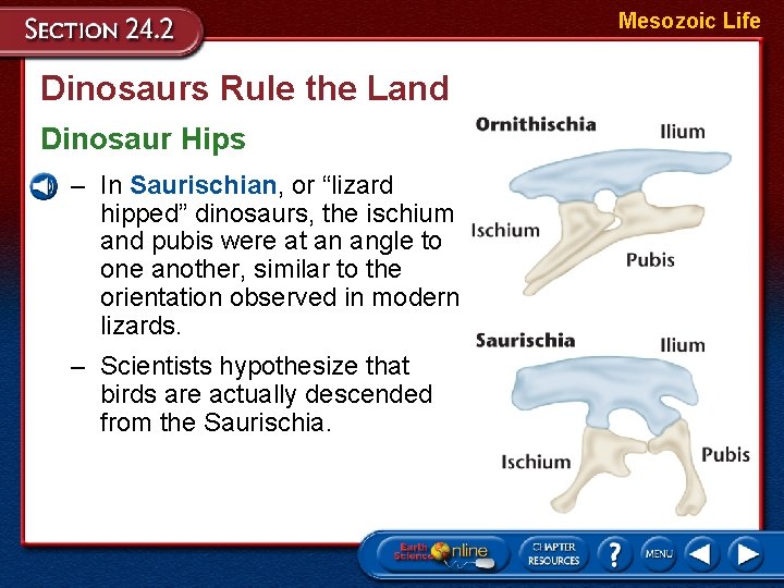 Mesozoic Life Dinosaurs Rule the Land Dinosaur Hips – In Saurischian, or “lizard hipped”