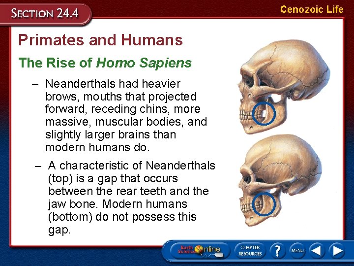 Cenozoic Life Primates and Humans The Rise of Homo Sapiens – Neanderthals had heavier