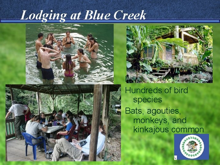 Lodging at Blue Creek Lush Rainforests Hundreds of bird species Bats, agouties, monkeys, and