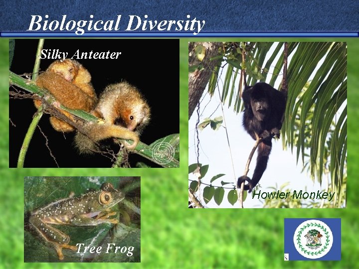 Biological Diversity Silky Anteater Howler Monkey Tree Frog 