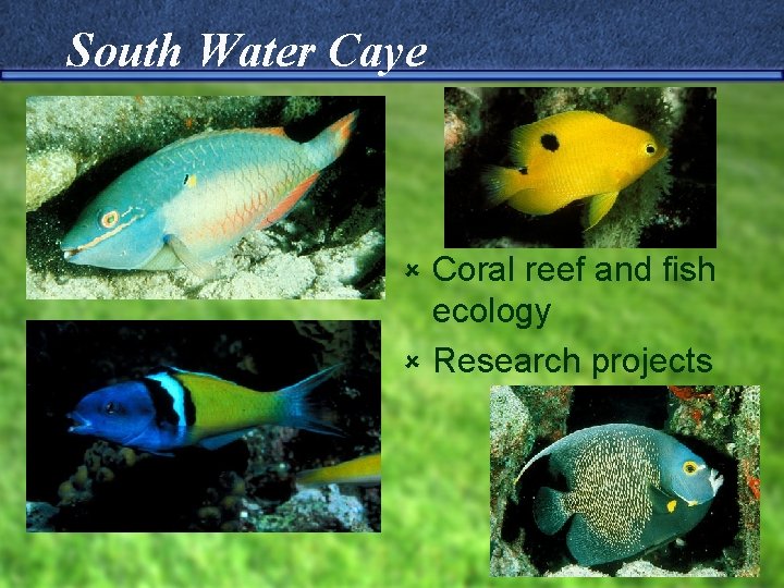 South Water Caye Coral reef and fish ecology û Research projects û 