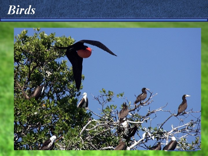 Birds 