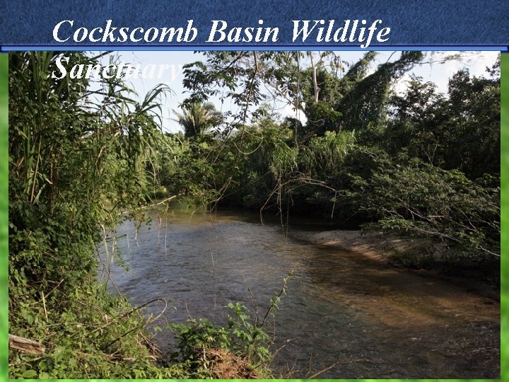 Cockscomb Basin Wildlife Sanctuary 