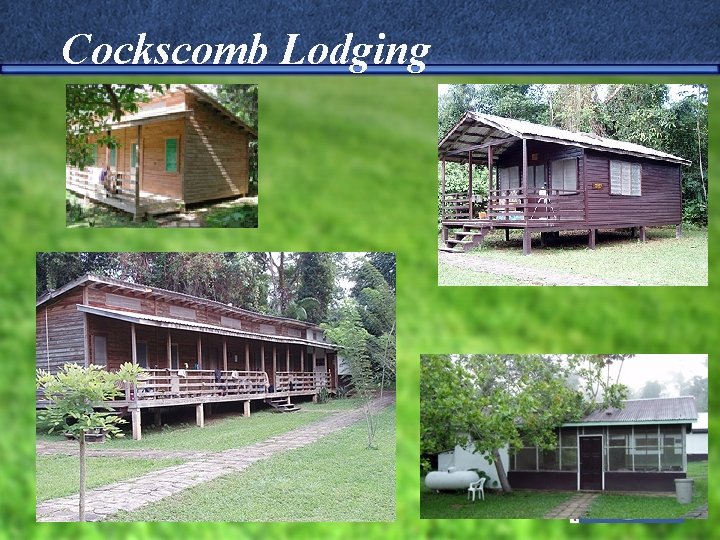 Cockscomb Lodging 