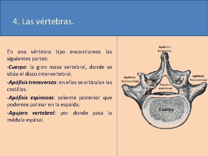 4. Las vértebras. En una vértebra tipo encontramos las siguientes partes: -Cuerpo: la gran