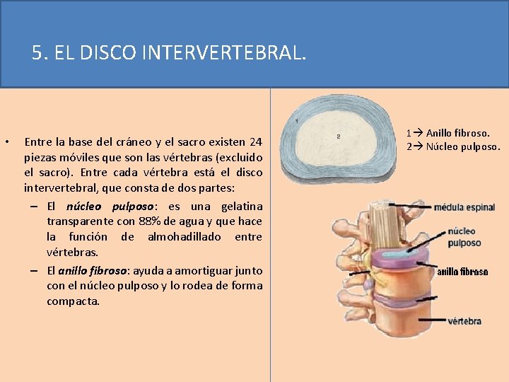 5. EL DISCO INTERVERTEBRAL. • Entre la base del cráneo y el sacro existen