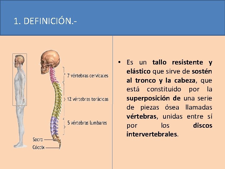 1. DEFINICIÓN. - • Es un tallo resistente y elástico que sirve de sostén