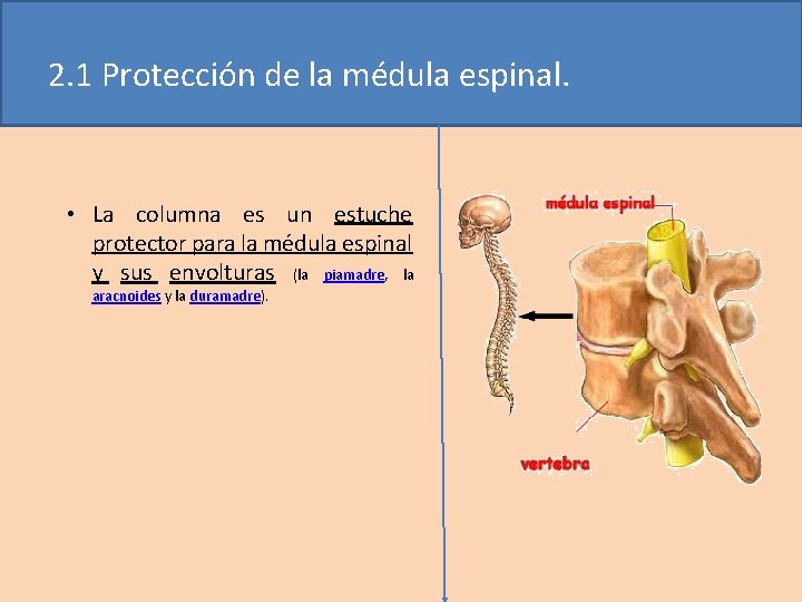 2. 1 Protección de la médula espinal. • La columna es un estuche protector