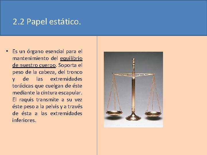2. 2 Papel estático. • Es un órgano esencial para el mantenimiento del equilibrio