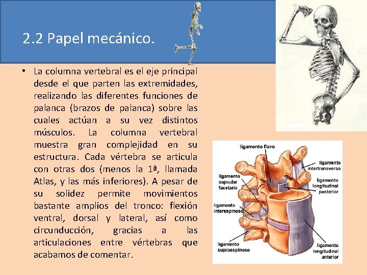 2. 2 Papel mecánico. • La columna vertebral es el eje principal desde el