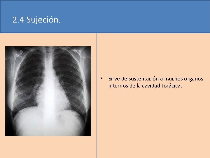 2. 4 Sujeción. • Sirve de sustentación a muchos órganos internos de la cavidad