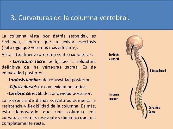 3. Curvaturas de la columna vertebral. La columna vista por detrás (espalda), es rectilínea,