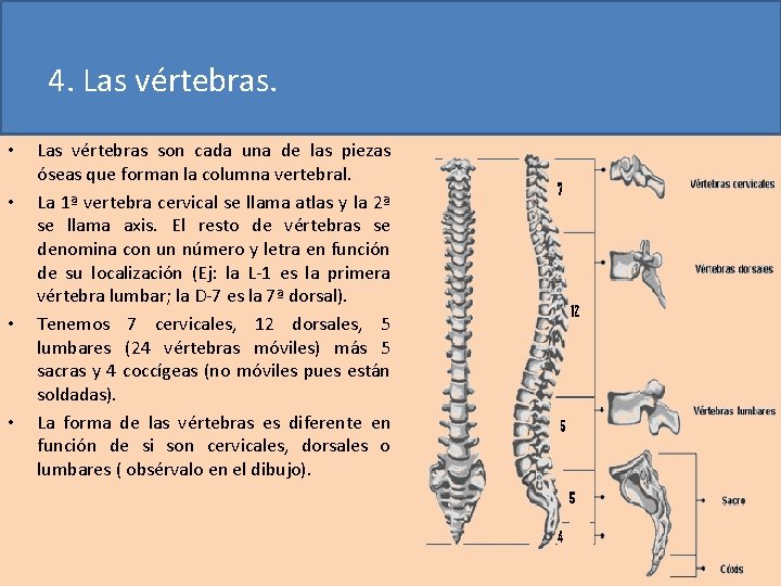 4. Las vértebras. • • Las vértebras son cada una de las piezas óseas