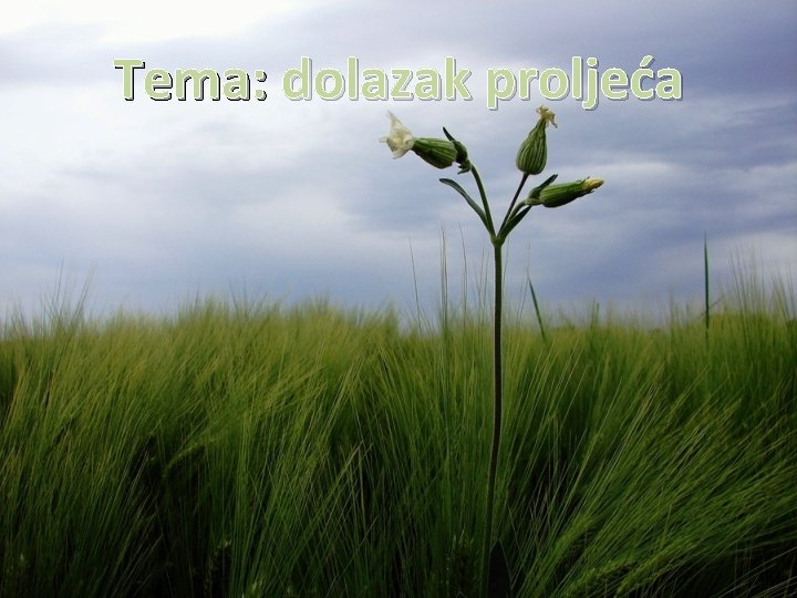 Tema: dolazak proljeća 