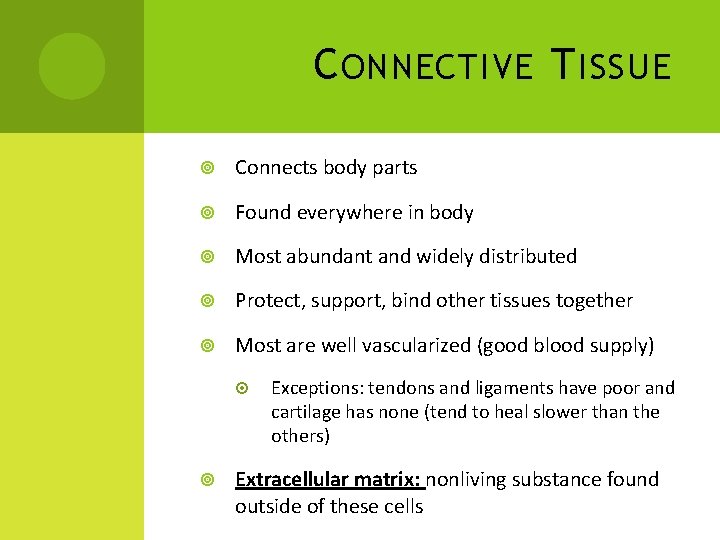 C ONNECTIVE T ISSUE Connects body parts Found everywhere in body Most abundant and