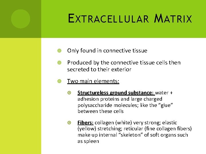 E XTRACELLULAR M ATRIX Only found in connective tissue Produced by the connective tissue