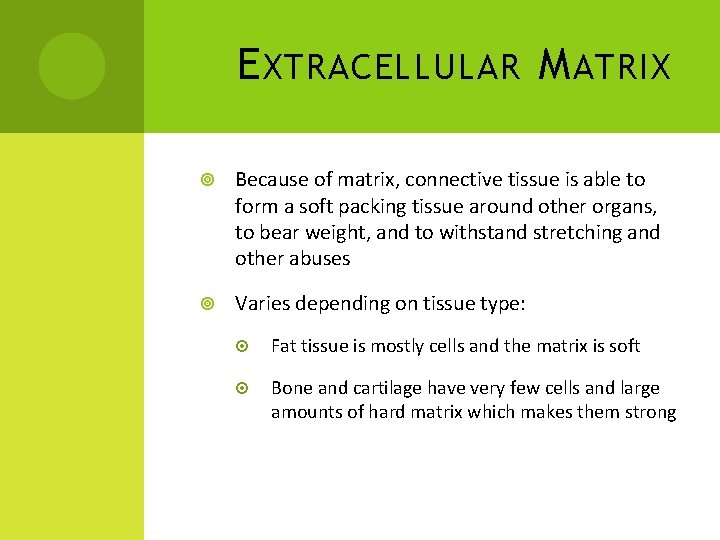 E XTRACELLULAR M ATRIX Because of matrix, connective tissue is able to form a