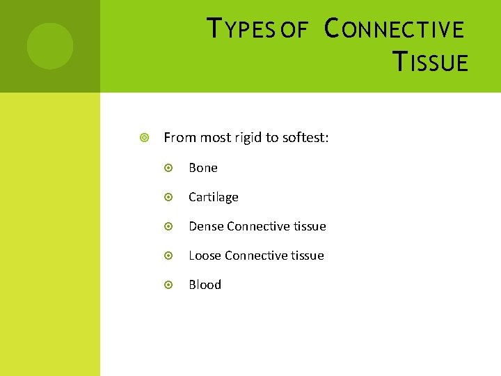 T YPES OF C ONNECTIVE T ISSUE From most rigid to softest: Bone Cartilage