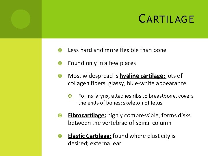 C ARTILAGE Less hard and more flexible than bone Found only in a few