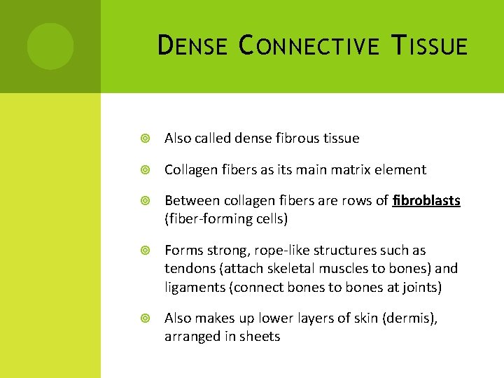 D ENSE C ONNECTIVE T ISSUE Also called dense fibrous tissue Collagen fibers as