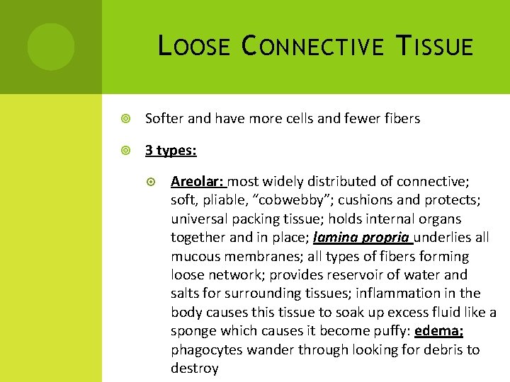 L OOSE C ONNECTIVE T ISSUE Softer and have more cells and fewer fibers