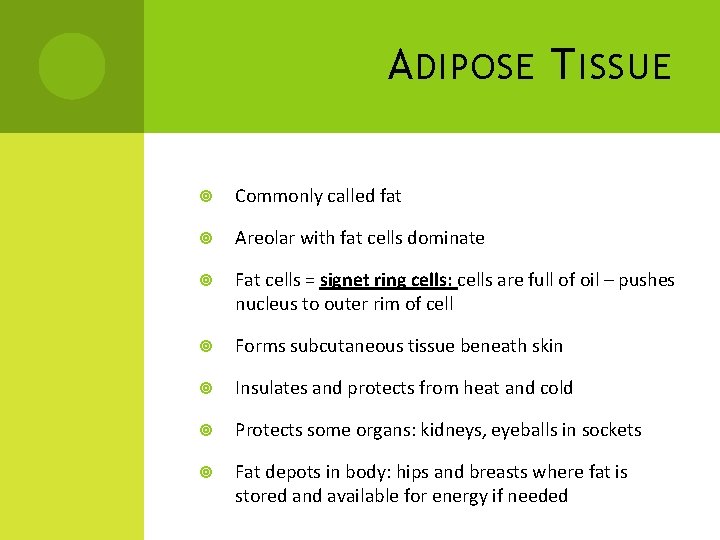 A DIPOSE T ISSUE Commonly called fat Areolar with fat cells dominate Fat cells