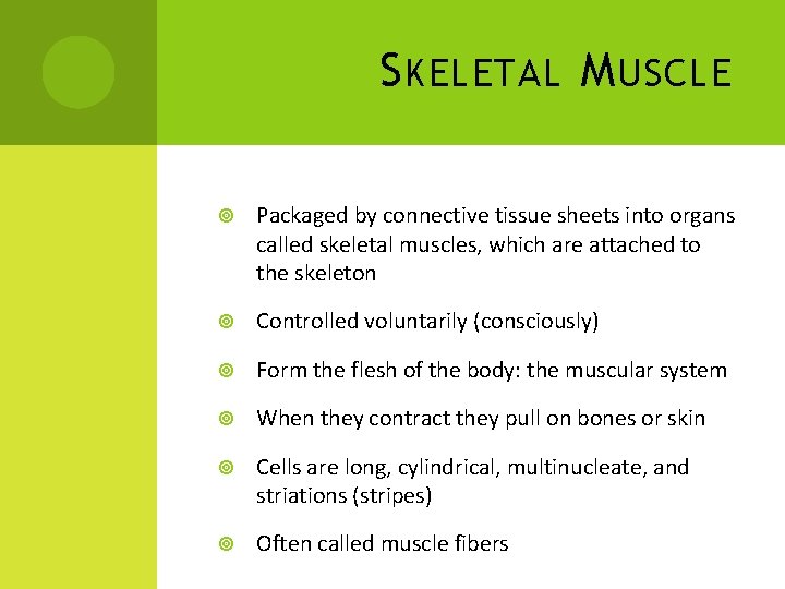 S KELETAL M USCLE Packaged by connective tissue sheets into organs called skeletal muscles,