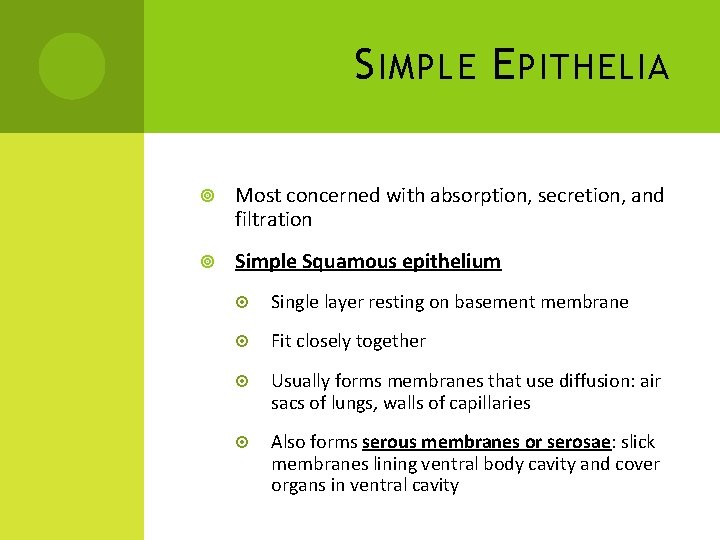 S IMPLE E PITHELIA Most concerned with absorption, secretion, and filtration Simple Squamous epithelium