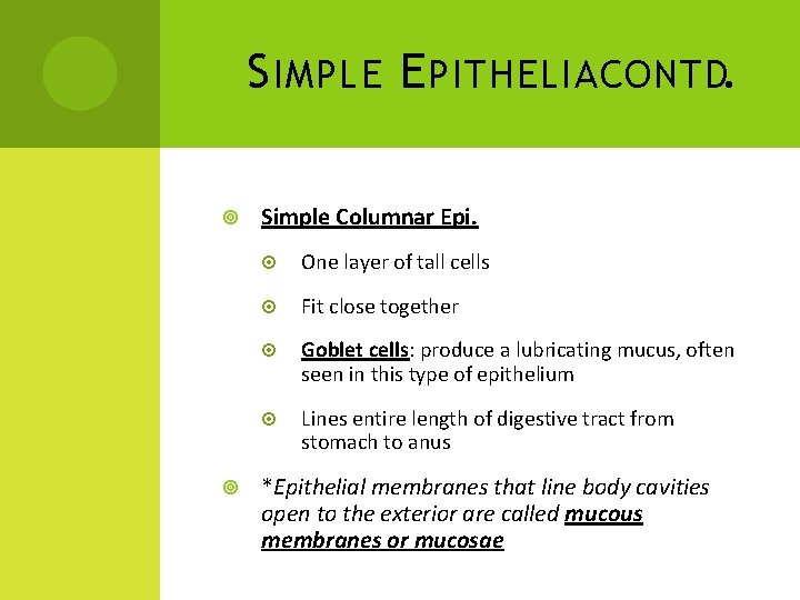 S IMPLE E PITHELIA CONTD. Simple Columnar Epi. One layer of tall cells Fit