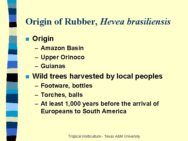 Origin of Rubber, Hevea brasiliensis n Origin – Amazon Basin – Upper Orinoco –