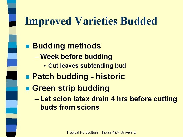 Improved Varieties Budded n Budding methods – Week before budding • Cut leaves subtending