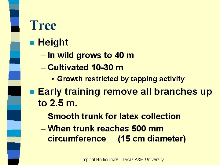 Tree n Height – In wild grows to 40 m – Cultivated 10 -30
