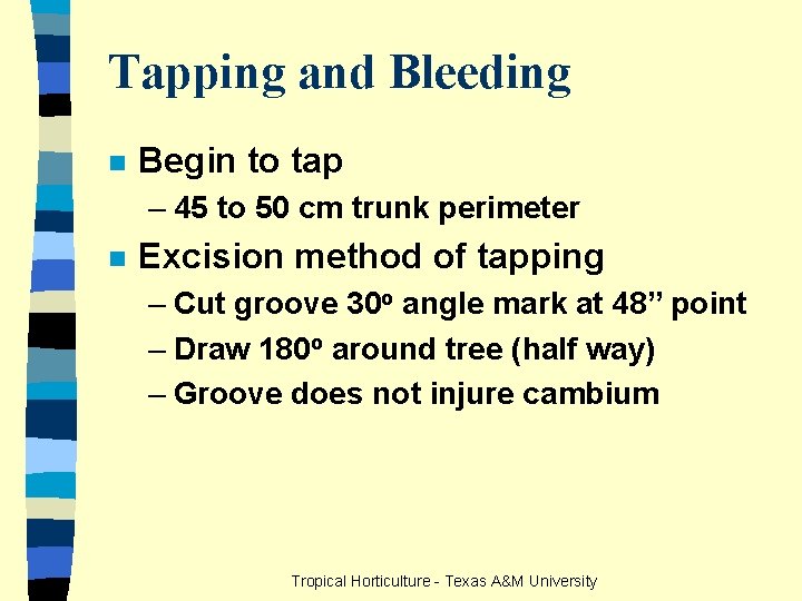 Tapping and Bleeding n Begin to tap – 45 to 50 cm trunk perimeter