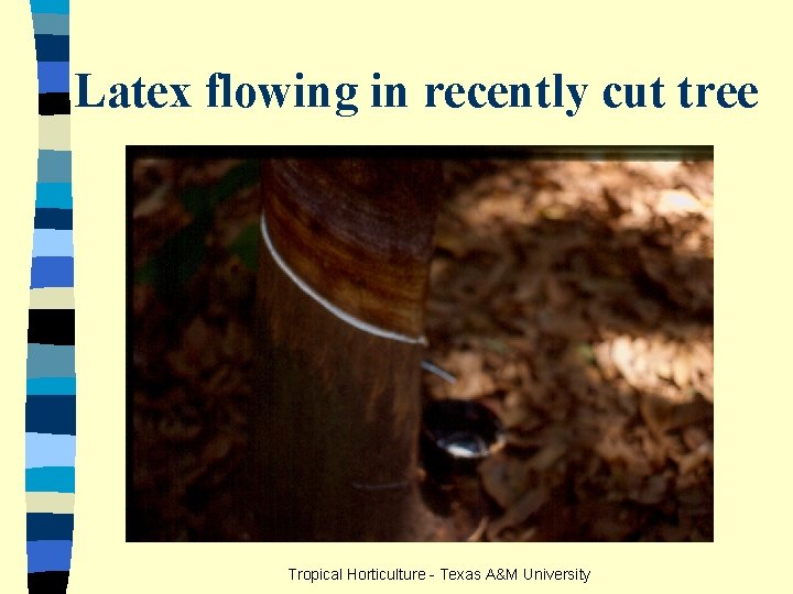 Latex flowing in recently cut tree Tropical Horticulture - Texas A&M University 