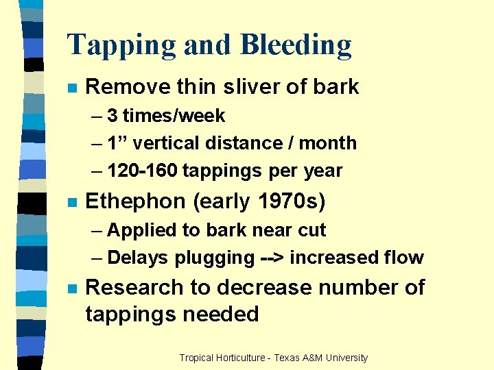 Tapping and Bleeding n Remove thin sliver of bark – 3 times/week – 1”