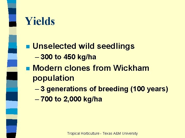 Yields n Unselected wild seedlings – 300 to 450 kg/ha n Modern clones from
