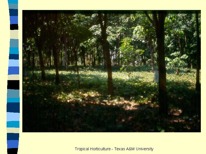 Tropical Horticulture - Texas A&M University 