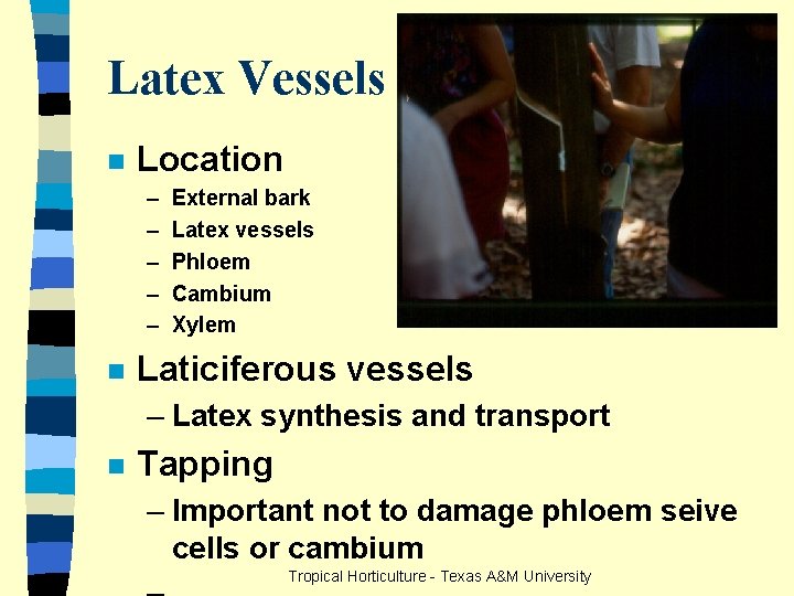 Latex Vessels n Location – – – n External bark Latex vessels Phloem Cambium